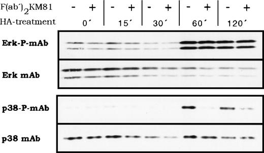 Fig. 9. HA-induced activation of proline-directed protein kinases in BMDM. BMDM were stimulated with HA (100 μg/mL) for the indicated times, then lysed, and protein samples were analyzed by Western blotting for the presence of phosphorylated p38 kinase and phosphorylated Erk. The same membranes were stripped and stained with anti p38 or Erk antibodies, respectively. Where indicated, cells were preincubated for 15 minutes at 4°C with KM81 F(ab′)2 fragments (20 μg/mL) before HA stimulation.