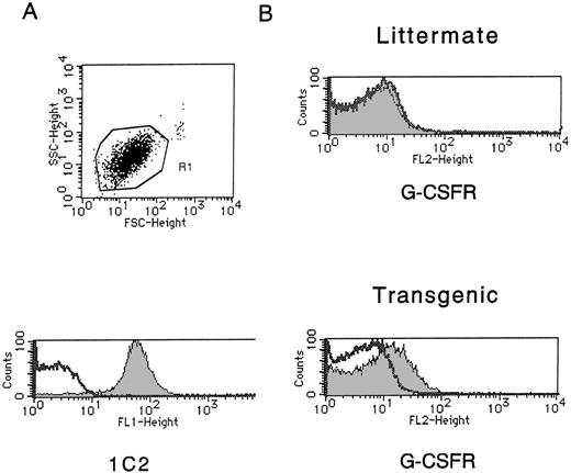 Fig. 4. The expression of hG-CSFR on platelets of the Tg mice (the unshaded areas represent isotype control, the shaded areas represent specific staining). (A) Platelets gated in R1 of the Tg mice were stained with 1C2, an anti-mouse platelet antibody. The same finding was obtained with platelets of normal littermates. (B) PE-conjugated hG-CSF bound to platelets of the Tg mice, but not littermates.