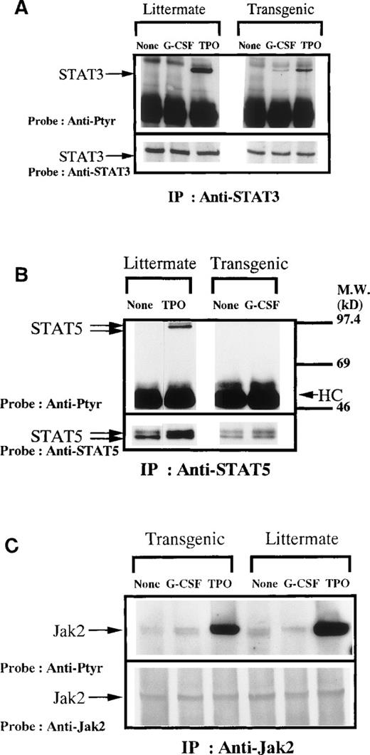 Fig. 6. (A) Tyrosine phosphorylation of STAT3. Platelets were lysed by the addition of an equal amount of a buffer containing 2% Triton X-100 before or 5 minutes after stimulation with hTPO (100 ng/mL) or hG-CSF for 5 minutes. STAT3 was immunoprecipitated from 6.0 × 108 platelets from littermate mice or 2.0 × 108 platelets from Tg mice. Immune complexes were resuspended in SDS-sample buffer and divided into two. Proteins were separated by 15 to 7.5% SDS-PAGE and transferred onto PVDF membranes. One immunoblot was probed with anti-phosphotyrosine antibodies and bands were visualized by chemiluminescence (top). The other blot was probed for STAT3 (bottom). The arrows indicate the bands of interest. (B) Tyrosine phosphorylation of STAT5. The same as in (A) except the combination of STAT5A and B antisera were used instead of STAT3 antisera. (C) Tyrosine phosphorylation of Jak2. The same as in (B) except the combination of an anti-Jak2 polyclonal antibody was used instead of STAT5 antisera.