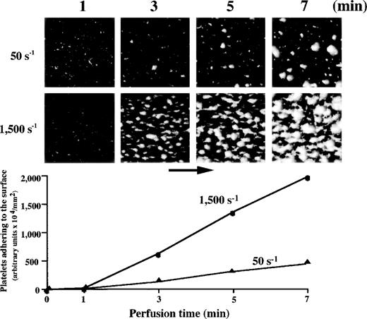 Fig. 1. Thrombus generation on a collagen-coated surface by normal control blood perfused under high or low shear rate. Upper panels: time-course images (taken at 1, 3, 5, and 7 minutes of perfusion) of platelet-surface interaction at 50 s−1 and 1,500 s−1, displayed as accumulated fluorescence, are representative of 10 independent perfusions with blood from 10 individual donors. At either shear rate, the images at 1 minute after the beginning of perfusion indicate superficial platelet adhesion. Platelets adhering to the surface gradually assembled to form mural thrombi as a function of time. Mural thrombi formed under a shear rate of 1,500 s−1 appear to cover much more surface area than those found under 50 s−1. Lower panel: computer-assisted evaluation of amount of platelets adhering to the surface, corresponding to the images displayed above.