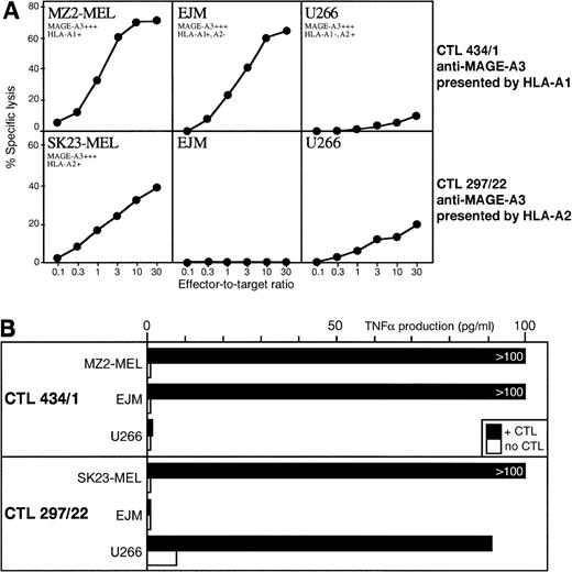 Fig. 2. (A) Lytic activity of anti–MAGE-A3.A1 CTL clone 434/1 and anti–MAGE-A3.A2 CTL clone 297/22 against myeloma cell lines EJM and U266. Expression of gene MAGE-A3 was assessed by RT-PCR by using the same procedure as for the primary myeloma samples. (B) TNF- release by the same CTL clones after incubation with the same myeloma cell lines.