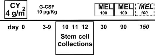 Fig. 1. MEL100 regimen: treatment plan. CY at 4 g/m2and 10 μg/kg G-CSF were used to mobilize stem cells collected and cryopreserved at days 10 to 12. MEL100 was infused at day 30 and repeated at day 90. The third course was only delivered to patients in partial remission at day 150.
