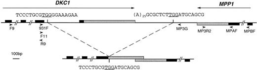 Fig. 1. The location of a deletion that removes the last exon of the DKC1 gene. The upper line shows the last exons of DKC1and MPP1 genes on the normal chromosome, with the direction of transcription indicated by the long arrows. The vertical bars show the position of the breakpoints of the deletion that gives rise to the deleted chromosome in patient HO, shown on the lower line. The DNA sequence at these breakpoints is shown. Solid boxes indicate coding sequences; shaded boxes indicate 3′UTR sequences. The location, direction, and names of the oligonucleotides used in various PCR experiments are shown as arrowheads.