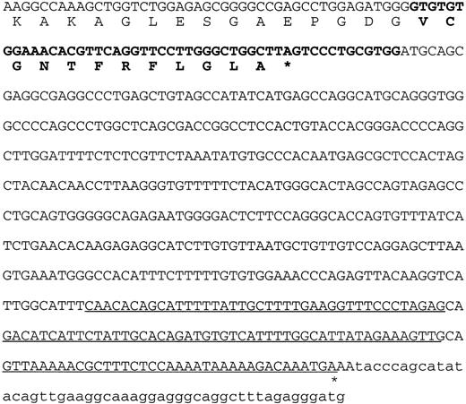 Fig. 4. The sequence of the 3′ end of the DKC1 gene in patient HO. The last 45 nucleotides of the penultimate normal exon of the DKC1 gene, encoding amino acids 478-492, are shown in normal type. The nucleotides from the last intron of the DKC1gene and the amino acids they encode are shown in bold type. The underlined sequence shows the overlap with the MPP13′UTR. The asterisk indicates the position where the polyA tail is added to the mRNA.