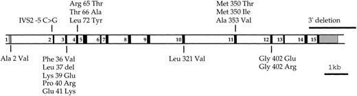 Fig. 8. The location of mutations identified in theDKC1 gene. Amino acid substitutions are drawn over and under a scale drawing of the DKC1 gene. Exons are shown as numbered solid boxes; untranslated regions are shown as shaded boxes. Data from Heiss et al,5 Knight et al,9a and this report.