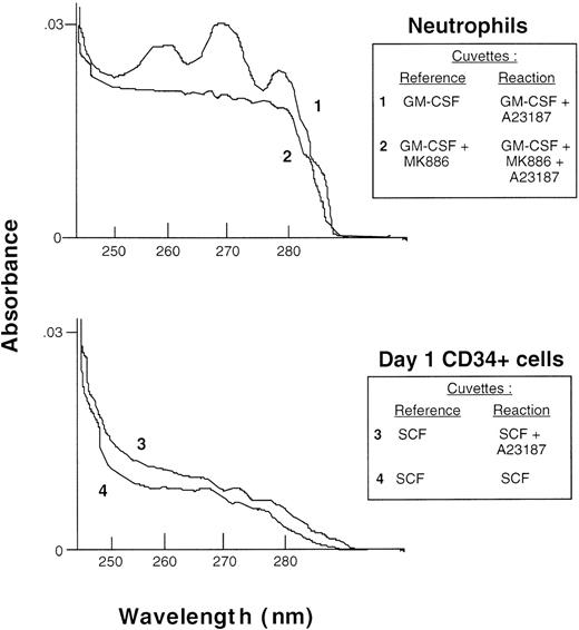 Fig. 5. Analysis of eicosanoid production by difference spectroscopy. Neutrophils (top panel) and day 1 CD34+cells (bottom panel), both at 1 × 107 cells/mL, were incubated, respectively, with 10 ng/mL GM-CSF or 100 ng/mL SCF, followed by 1 μmol/L A23187 or PBS diluent as indicated in the inset, and the absorption spectrum of the supernatants was measured in a dual-beam spectrometer with the cuvettes arranged as indicated.