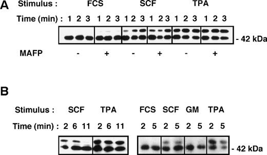 Fig. 6. Activation of p42/Erk2 MAP kinase in primary CD34+ cells measured by gel retardation assay and Western blotting (see Materials and Methods). (A) Cells were stimulated with either cytokine diluent (0.001% FCS), SCF (100ng/mL), or TPA (500 ng/mL) for the times indicated. Replicate samples were preincubated with either DMSO diluent or the PLA2 inhibitor MAFP (5 μmol/L) for 15 minutes before cytokine stimulation. (B) Cells were incubated with cytokines as in (A) as well as GM-CSF (10 ng/mL) for the times indicated, and Erk2 activation was measured as in (A).