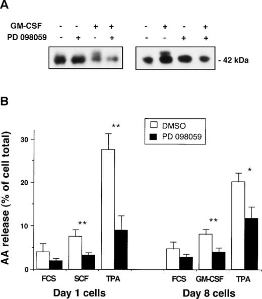 Fig. 7. Effect of the MEK1 inhibitor, PD 098059, on CD34+ cells. (A) Cells cultured for 8 days in IL-3, IL-6, and SCF (day-8 cells) were incubated for 18 hours in the absence of growth factors to allow re-expression of growth factor receptors. Cells were then preincubated with 30 μmol/L PD 098059 or DMSO diluent for 30 minutes before stimulation with GM-CSF for 7 minutes, and p42/ERK2 activation was measured by gel retardation assay. Data from 2 separate experiments are shown. (B) Effect of PD 098059 on PLA2activity of primary CD34+ cells (day-1 cells, n = 5) or day-8 cultured cells (n = 3). Cells were incubated for 30 minutes with 30 μmol/L PD 098059 or DMSO diluent, and arachidonate release was measured after 10 minutes of priming with 100 ng/mL SCF, 10 ng/mL GM-CSF, or 500 ng/mL TPA as indicated, followed by activation with 1 μmol/L A23187 for 20 minutes. Basal release of arachidonate in unstimulated samples was subtracted from the A23187-stimulated values, and the data are expressed as the percentage of incorporated cellular radioactivity. The statistical significance of the difference between DMSO and PD-treated cells is shown: *.05 > P > .01; **.01 > P > .001 (Student’s paired t-test).