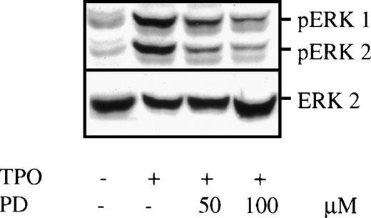 Fig. 1. TPO-induced MAPK phosphorylation in BAF3/Mpl cells. BAF3/Mpl cells were cultured in serum-free, cytokine-free media for 16 hours. Twenty minutes before stimulation, PD 98059 (PD) at a final concentration of either 50 or 100 μmol/L, was added. Cells were then stimulated by the addition of 14 ng/mL murine TPO for 10 minutes, lysed, and subjected to Western blot analysis. The blot was probed with anti–double-phosphorylated ERKs/MAPK antibody (upper panel), showing 2 specific bands corresponding to ERK1 (44 kD) and ERK2 (42 kD). ERK phosphorylation could be partially inhibited by PD 98059. The blot was then stripped and reprobed with anti-ERK2 antibody (lower panel) to assure equal loading in all lanes.