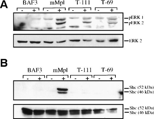 Fig. 3. MAPK phosphorylation is not fully dependent on Shc phosphorylation. Cell lysates were prepared either before (−) or after (+) stimulation with exogenous TPO (14 ng/mL for 10 minutes). Parental BAF3 cells were used as well as clones engineered to express the full-length murine Mpl receptor (mMpl) or mutated receptors, which were truncated after either 111 or 69 cytoplasmic amino acids (T-111 and T-69, respectively).11 (A) One hundred micrograms of each lysate was evaluated by Western blotting and probed to detect double-phosphorylated ERK1 and ERK2. The blot was stripped and reprobed with ERK2 antibody to confirm equal loading in all lanes. (B) Shc was immunoprecipitated from 1 mg of each cell lysate. The immunoprecipitated protein was evaluated by Western blotting and probed with a phosphotyrosine-specific antibody (4G10). The blot was stripped and reprobed to verify the presence of Shc in all lanes.