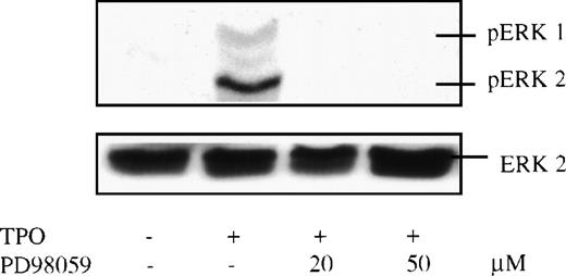 Fig. 4. TPO-induced MAPK phosphorylation in purified murine megakaryocytes. Bone marrow cells were harvested from mice preinjected with 2 μg/d human TPO for 5 days, grown in serum-free medium with 35 ng/mL murine TPO for 3 days, and then purified by an albumin density-gradient column. Purified megakaryocytes were incubated in a serum-free, cytokine-free medium for 7 hours and stimulated with 14 ng/mL murine TPO for 10 minutes. Twenty minutes before stimulation, PD 98059 (PD) at 20 μmol/L or 50 μmol/L was added. The cell lysates were size-fractionated, transferred to nitrocellulose, and probed with anti–double-phosphorylated ERK antibody (upper panel). The blot was then stripped and reprobed with anti-ERK2 antibody (lower panel) to assure equal loading in all lanes.