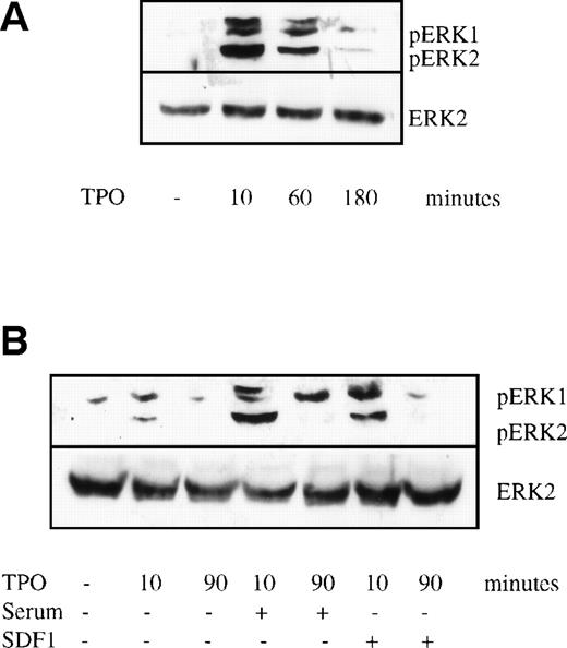 Fig. 5. Time course of TPO-induced MAPK phosphorylation. Bone marrow cells were prepared and stimulated as described in the legend to Fig 4. Cell lysates were subjected to Western blot analysis and probed with anti–double-phosphorylated ERK antibody (upper panels) and then stripped and reprobed with anti-ERK2 antibody (lower panels). The cultures contained (A) 14 ng/mL TPO alone or (B) TPO plus 10% (vol:vol) fetal calf serum or TPO plus 100 ng/mL SDF-1. The TPO-inducible bands found just above ERK1 were sometimes seen. They were not cross-reactive with anti-ERK1 antibody as the blot was stripped and reprobed. The origin of these bands is still unclear.