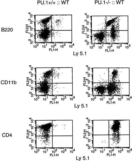 Fig. 1. In utero transplant of WT hematopoietic progenitors. E14.5 embryos (Ly 5.2) from PU.1+/− matings were injected with 105 WT AA4.1+ HPC (Ly 5.1). The resulting animals were then genotyped by Southern blot at 3 weeks of age. At 6 weeks of age, bone marrow underwent 2-color flow cytometric analysis for B-cell (B220+/Ly 5.1+) and monocyte (CD11b+/Ly 5.1+) origin, and the thymus was analyzed for T-cell (CD4+/Ly 5.1+) origin.