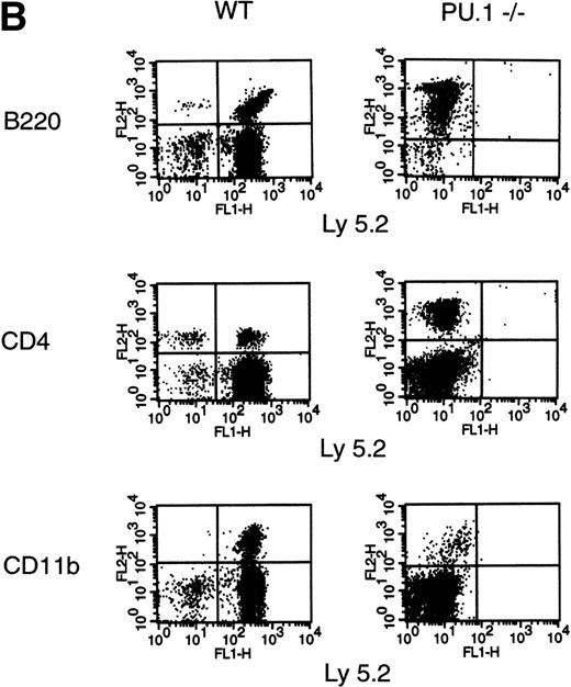 Fig. 2. CRA of the hematopoietic lineages by WT andPU.1−/− E14.5 FL cells. Irradiated Ly 5.1 adult mice (Hbbs) were transplanted with either 70% (5 × 105), 80% (1 × 106), or 90% (2 × 106) E14.5 FL progenitors from donor WT (PU.1+/+,/−) orPU.1−/− embryonic littermates (Ly 5.2, Hbbd). A radioprotective dose of 2 × 105normal adult bone marrow cells was included as a source of competitive, syngeneic HPC. Peripheral blood was taken from recipient animals on a monthly basis for 6 months postengraftment. (A) Contribution of donor HPC to peripheral blood erythrocytes. Cellulose acetate electrophoreisis was used to separate donor from recipient hemoglobin isoforms. Relative contribution was determined by scanning densitometry and expressed as the percentage of donor contribution to total hemoglobin production. Data from 3 independent experiments are depicted on the graph. Solid lines represent animals that received WT donor HPC. Dashed lines represent animals that receivedPU.1−/− donor HPC. (B) Contribution of donor HPC to the lymphoid and myeloid lineages. Contribution to the lymphoid and myeloid lineages was determined by flow cytrometric analysis using an Ly 5.2-specific MoAb to identify donor-derived cells and lineage-specific MoAbs to characterize the B-cell (B220+), T-cell (CD4+), and monocyte (CD11b+) populations. Representative FACS profiles are shown for peripheral blood samples obtained at 2 months posttransplantation for lethally irradiated Ly 5.1+ adult mice receiving either pooled WT or PU.1−/−E14.5 FL HPC (Ly 5.2+).