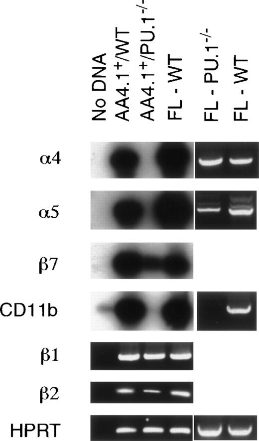 Fig. 4. Adhesion molecule profile of E14.5 AA4.1+FL cells. Total RNA was isolated from either whole FLs or AA4.1+ enriched cells from E14.5 WT andPU.1−/− embryos. RNA expression was examined using primers specific for integrins CD11b, 4, 5, β1, β2, and β7. Expression of the house keeping gene HPRT was used to normalize variation between RNA samples. Results are displayed as either ethidium bromide-stained PCR products or, to enhance sensensitivity of the expression analysis, the RT-PCR products were further analyzed by Southern blot hybridization using cDNA fragments as hybridization probes.