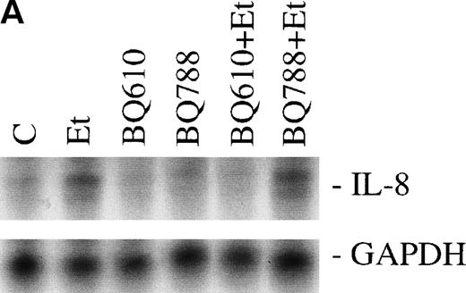 Fig. 2. The effect of Et receptor antagonists. The CNS-EC were pretreated with 200 nmol/L ETA receptor antagonist, BQ610, or 200 nmol/L ETB receptor antagonist, BQ788, for 20 minutes, followed by 1 hour of incubation with 100 nmol/L Et-1. In all of the experiments presented, cells were treated with Et-1 for 1 hour. Subsequently, RNA was isolated from the cells, and the RPA was performed. The results are visualized by autoradiography; protected fragments corresponding to IL-8 (181 bp) and GAPDH (96 bp) are shown (A). The data in this and subsequent figures were calculated as the ratios of IL-8 mRNA to GAPDH mRNA and are presented relative to the control values (B). The data presented are representative of 1 of 3 replicate experiments performed. The error bars represent the SEM.