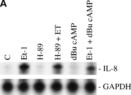 Fig. 3. The role of cAMP-dependent pathway. The CNS-EC were pretreated for 30 minutes with 0.5 μmol/L of the specific PK-A inhibitor, H-89, or with 300 μmol/L of PK-A–activating cAMP analog dBu-cAMP, followed by 1 hour of incubation with 100 nmol/L Et-1. The autoradiographic (A) and graphic data (B) are presented as described in Fig 2.