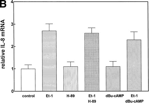 Fig. 3. The role of cAMP-dependent pathway. The CNS-EC were pretreated for 30 minutes with 0.5 μmol/L of the specific PK-A inhibitor, H-89, or with 300 μmol/L of PK-A–activating cAMP analog dBu-cAMP, followed by 1 hour of incubation with 100 nmol/L Et-1. The autoradiographic (A) and graphic data (B) are presented as described in Fig 2.