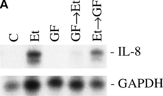 Fig. 5. The role of PK-C–dependent pathway. In 1 group (GF+Et), the cells were pretreated for 30 minutes with 1 μmol/L of the specific PK-C inhibitor GF, followed by 1 hour of incubation with 100 nmol/L Et-1. In another group (Et+GF), GF was added 30 minutes after the initial treatment with Et-1. Cells were treated with Et-1 for a total of 1 hour. The autoradiographic (A) and graphic data (B) are presented as described in Fig 2.