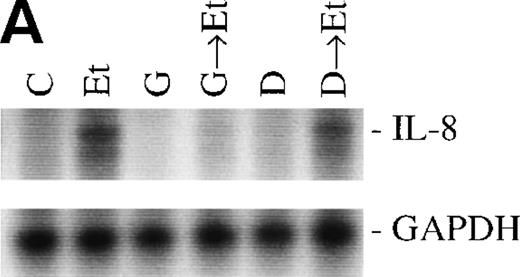 Fig. 6. The role of PTKs. The cells were pretreated for 15 minutes with the specific PTK inhibitor genistein (37 μmol/L) or the inactive genistein analog daidzen (39 μmol/L), followed by 1 hour of incubation with 100 nmol/L Et-1; data are shown in an autoradiograph (A) and graphically (B). CNS-EC were pretreated with geldanamycin (178 nmol/L) for 16 hours, followed by 1 hour of incubation with 100 nmol/L Et-1. The autoradiograph of the RPA for IL-8 mRNA is shown (C).