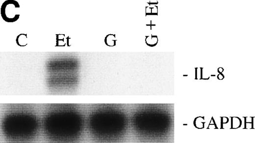 Fig. 6. The role of PTKs. The cells were pretreated for 15 minutes with the specific PTK inhibitor genistein (37 μmol/L) or the inactive genistein analog daidzen (39 μmol/L), followed by 1 hour of incubation with 100 nmol/L Et-1; data are shown in an autoradiograph (A) and graphically (B). CNS-EC were pretreated with geldanamycin (178 nmol/L) for 16 hours, followed by 1 hour of incubation with 100 nmol/L Et-1. The autoradiograph of the RPA for IL-8 mRNA is shown (C).