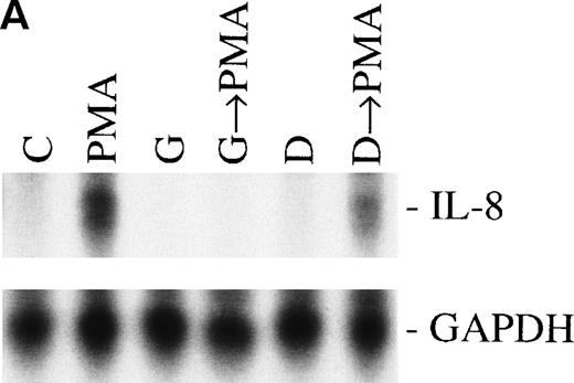 Fig. 7. Sequential activation of PK-C and PTK. The cells were treated for 1 hour with 1 nmol/L of the PK-C activator PMA or pretreated for 15 minutes with the specific PTK inhibitor genestein (37 μmol/L) or the inactive genestein analog daidzen (39 μmol/L), followed by the PMA treatment. The autoradiographic (A) and graphic data (B) are presented as previously described.