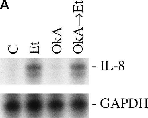 Fig. 8. The role of protein phosphatases. The CNS-EC were pretreated for 30 minutes with 10 nmol/L of the phosphatase inhibitor okadaic acid, followed by 1 hour of incubation with 100 nmol/L Et-1. The autoradiographic (A) and graphic data (B) are presented as previously described.