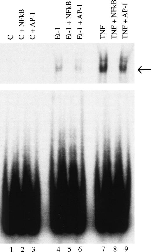 Fig. 10. Identification of NF-κB as a transcription factor in Et-1 activation. Nuclear extracts were prepared from CNS-EC incubated in the absence (lanes 1, 2, and 3) or the presence of Et-1 (10−8 mol/L; lanes 4, 5, and 6) or TNF (10 pg/mL; lanes 7, 8, and 9) for 1 hour. A radiolabeled probe was incubated with nuclear extract (10 μg of protein) for 30 minutes and protein-DNA complexed was resolved by electrophoresis. Specific protein-DNA complexes are indicated by arrows. Nuclear extract from lanes 1, 4, and 7 were analyzed for binding activity. Lanes 2, 5, and 8 contained a 100-fold molar excess of unlabeled double-stranded oligonucleotide probe as a competitor. Lanes 3, 6, and 9 contained a 100-fold molar excess of unlabeled nonspecific probe as competitor. The data presented are from 1 of 3 representative experiments.