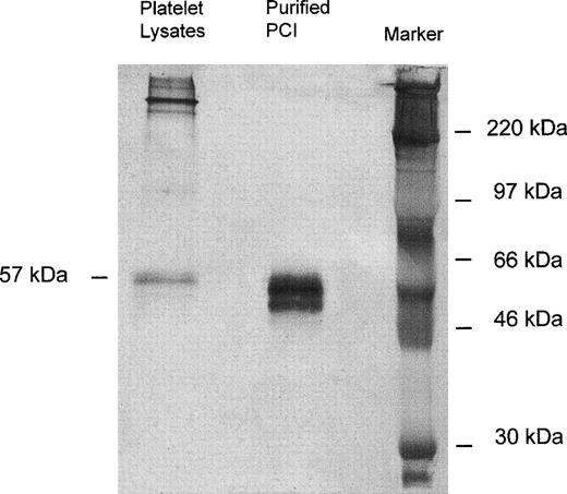 Fig. 1. Immunoprecipitation, SDS-PAGE, and Western blot of platelet lysates. Solubilized proteins contained in platelet lysates were subjected to immunoprecipitation with monoclonal anti-PCI-IgG as described in Materials and Methods. Precipitates were analyzed by SDS-PAGE (10% acrylamide) and immunoblotting using rabbit-anti-PCI-IgG. Bound antigen was detected with biotinylated-antirabbit-IgG followed by streptavidin-peroxidase and with TMB color substrate reagent. Purified urinary PCI was used as a control. In platelet lysates, only the 57-kD band corresponding to the active PCI was observed; bands corresponding to cleaved PCI were hardly seen.