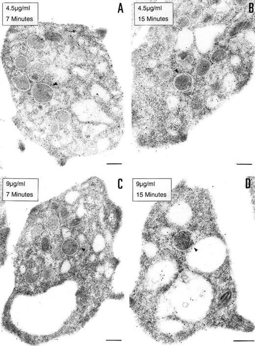 Fig. 4. Uptake of biotinylated PCI by platelets. Washed platelets in suspension were incubated with 2 different concentrations of biotinylated PCI for 2 different periods of time, namely, 4.5 μg/mL for 7 minutes (A) and 15 minutes (B) or 9 μg/mL for 7 minutes (C) and 15 minutes (D). Uptake was stopped by addition of fixative and platelets were then processed for transmission electron microscopy. Biotinylated PCI was detected by incubating platelets sections with 10 nm gold-labeled streptavidin. Dose- and time-dependent internalization of biotinylated PCI was observed, which conduced the biotinylated PCI molecules to the  granules (arrowheads). Bars = 200 nm.