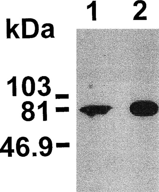 Fig. 1. Anti-NSF antibodies recognize NSF in human platelets. Platelet lysate (50 μg; lane 1) and recombinant NSF (50 ng; lane 2) were analyzed by sodium dodecyl sulfate-polyacrylamide gel electrophoresis (SDS-PAGE) followed by Western blotting. The positions of prestained molecular mass markers are shown on the left.