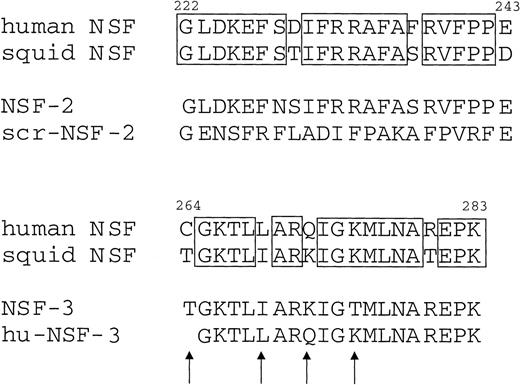 Fig. 2. Amino acid sequence of the peptides used in this study, as well as the corresponding sequence motifs in human and squid NSF. Residue numbers are indicated on the top of the human NSF sequences. Boxes indicate residues that are identical between the human and squid sequences. Arrows show amino acid differences between the NSF-3 and hu-NSF-3 peptides. The 19-mer hu-NSF-3 peptide is identical to the human NSF sequence from 265 to 283.