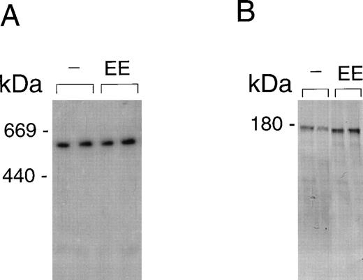 Fig. 5. LRP and mannose receptor expression in livers from control and EE-treated mice. Membrane fragments were isolated from livers of mice treated for 4 days with vehicle (−) or EE. Solubilized membrane proteins were subjected to SDS-PAGE and transferred to a nitrocellulose membrane, as described in Materials and Methods. LRP (A) was visualized by incubating the blot with 125I GST-RAP. MR (B) was incubated with an MoAb against the MR and visualized as described in Materials and Methods. Equal loading was controlled for by Ponceau coloring of the blots.