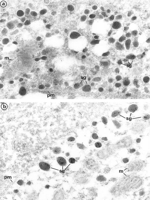 Fig. 3. Electron micrographs of multimerin-transfected AtT 20 cells, immunogold labeled with antibodies to ACTH (a) or multimerin (b). (a) Cells labeled with immunogold for ACTH contained gold particles within their secretion granules (sg), and the plasma membrane (pm) and mitochondria (m) were not labeled (original magnification × 60,000). (b) Cells labeled with immunogold for multimerin contained multimerin in secretion granules (sg). The mitochondria (m), as a control structure, and the plasma membrane (pm) displayed no labeling for multimerin (original magnification × 60,000).