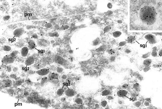 Fig. 4. Electron micrographs of multimerin-transfected AtT 20 cells, double-labeled for multimerin (10-nm gold) and ACTH (15-nm gold). Some granules contained only multimerin (sg2), whereas others contained both ACTH and multimerin (sg1, and inset; original magnifications: main panel, ×60,000; inset, ×120,000).