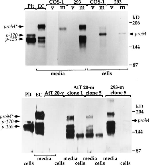Fig. 5. Western blot comparing platelet (Plt) and endothelial cell (EC) multimerin with recombinant multimerin synthesized by COS-1, HEK 293, and AtT 20 cells. Transient transfection experiments are shown in (A), and studies using stably transfected cells are shown in (B). Cell lysates and culture media from cells transfected with the empty vector (v) or the multimerin expression vector (m) were analyzed using 4% to 8%, reduced SDS-PAGE. Recently synthesized promultimerin (proM), fully glycosylated promultimerin (proM*), and the platelet multimerin subunits p-155 and p-170 are indicated.