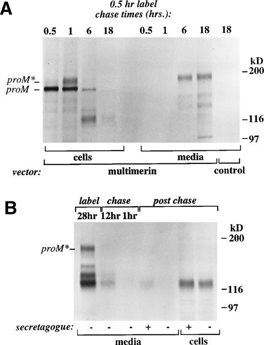 Fig. 6. Pulse-chase metabolic labeling studies of recombinant multimerin biosynthesis by AtT 20 cells. Radioimmunoprecipitates from a 30-minute pulse-labeling study (A; chase times indicated) and a 28-hour continuous labeling study (B) were analyzed using 4% to 8% reduced SDS-PAGE. In (B), labeled cells were consecutively chased for 12 hours and 1 hour in cold media before 60 minutes of incubation (postchase) with (+) or without (−) the secretagogue 10 mmol/L 8-Br-cAMP. (A) Multimerin was first synthesized as promultimerin (proM, Mr160 kD), which migrated with a higher apparent molecular mass (proM*; A) after additional processing of its N-linked carbohydrate. Multimerin was constitutively secreted as proM* and smaller proteolyzed subunits. (B) Proteolyzed multimerin, with a Mr of 122 kD (reduced), persisted in the cell lysate after there was no further constitutive secretion of radiolabeled multimerin during the chase and postchase periods and it was secreted into the postchase medium only when the cells were incubated with secretagogue.