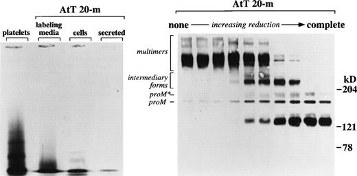 Fig. 8. The multimeric composition of multimerin synthesized by AtT 20 cells. The left panel shows multimerin radioimmunoprecipitates from platelets and AtT 20 cells (fractions as in Figs 6B and 7) analyzed using nonreduced agarose/acrylamide gels. The right panel shows a Western blot of cell lysate from AtT 20 cells, analyzed on 3% to 8% SDS-PAGE after treatment with different concentrations of DTT (the multimerin subunits proM and proM*, native multimers, and intermediary forms generated by partial reduction are indicated). Similar to platelet multimerin,6 the multimerin stored and secreted from AtT 20 cells was composed of different sized multimers (left panel). Only small amounts of proM that had not yet multimerized were detected in the cell lysates (right panel).