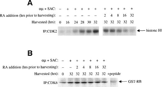 Fig. 4. Effect of retinoic acid on G1 CDKs. Mitogenic stimulation and retinoic acid treatment of the cells were performed as described in the legend to Fig 3B. Whole cell extracts were prepared as described in Material and Methods. (A) Equal amounts of whole cell extracts (200 μg) were immunoprecipitated with antibody to CDK2 followed by kinase assay with histone H1 as substrate as described in Material and Methods. (B) Cells were stimulated with μ (37 μg/mL) and SAC (0.005%) and harvested at 32 hours. For retinoic acid treatment of the cells, retinoic acid (1000 nmol/L) was added to the cell cultures at each indicated time before harvesting the cells at 32 hours. CDK6 was immunprecipitated from 600 μg of whole cell extracts and the immunoprecipitates were then assayed for kinase activity with GST-RB as substrate as described in Materials and Methods. + peptide, background activity was determined by blocking the CDK6 antibody with the specific antigenic peptide. μ, F(ab′)2fragment of rabbit antihuman IgM; SAC, Staphylococcus aureuscrude cell suspension; RA, retinoic acid.