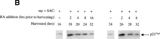 Fig. 5. Effect of retinoic acid on the expression of various cell cycle regulatory proteins in human B cells. (A) Mitogenic stimulation and retinoic acid treatment of the cells were performed as described in the legend to Fig 3B. Total cell lysates were prepared and equal amounts of total protein (60 μg) were subjected to Western blot analysis with antibodies against the proteins indicated on the right. (B) Cells (1.5 × 106 cells/mL) were stimulated for 16 or 24 hours before addition of retinoic acid (1000 nmol/L). The cells were then treated with retinoic acid for the indicated times and analyzed for the expression of p21Cip1 by Western blot analysis. μ, F(ab′)2 fragment of rabbit antihuman IgM; SAC, Staphylococcus aureus crude cell suspension; RA, retinoic acid.