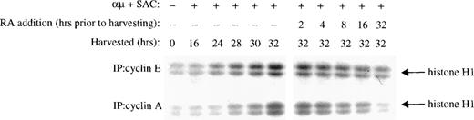 Fig. 6. Retinoic acid decreases the kinase activity associated with cyclin E and cyclin A. Mitogenic stimulation and retinoic acid treatment of the B cells were performed as described in the legend to Fig 3B. Whole cell extracts were prepared, immunoprecipitated with antibodies against cyclin E (top) or cyclin A (bottom), and then the associated kinase activity of the immunoprecipitates was determined with histone H1 as substrate. IP, immunoprecipitating antibody; μ, F(ab′)2 fragment of rabbit antihuman IgM; SAC,Staphylococcus aureus crude cell suspension; RA, retinoic acid.