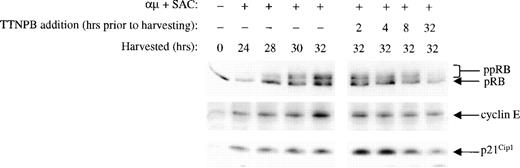 Fig. 9. The RAR-specific agonist TTNPB mimics the effects of retinoic acid. Left panel: B cells (1.5 × 106/mL) were stimulated with μ (37 μg/mL) and SAC (0.005%) and harvested at the indicated times after stimulation. Right panel: Cells were stimulated with μ (37 μg/mL) and SAC (0.005%). TTNPB (100 nmol/L) was then added to the cell cultures at each indicated time before harvesting the cells at 32 hours. Total cell lysates were prepared and subjected to Western blot analysis for pRB (top), cyclin E (middle), and p21Cip1 (bottom). μ, F(ab′)2 fragment of rabbit antihuman IgM; SAC,Staphylococcus aureus crude cell suspension.