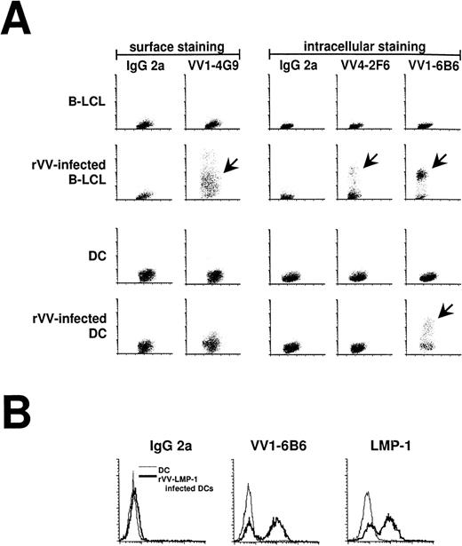 Fig. 2. Antibody staining 16 hours after infection of mature DCs with rVV. (A) Infection of DCs and LCL was compared using FACS staining (y-axis) and MoAbs against early and late vaccinia virus proteins (Table 2). VV1-4G9 was a surface stain, whereas all other antibodies required cell permeabilization. IgG2a was used as an isotype control. Infected DCs (arrows) only stained for the early vaccinia virus protein recognized by VV1-6B6, whereas infected LCL (arrows) stained for early and late vaccinia virus proteins. (B) The VV1-6B6 antibody was compared with the LMP-1 antibody, after infection of mature DCs with rVV-LMP-1. The VV1-6B6 and LMP-1 are early proteins, with the latter being an EBV protein. Both antibodies stained the same percentage of DCs, thereby confirming the accuracy of the VV1-6B6 antibody.