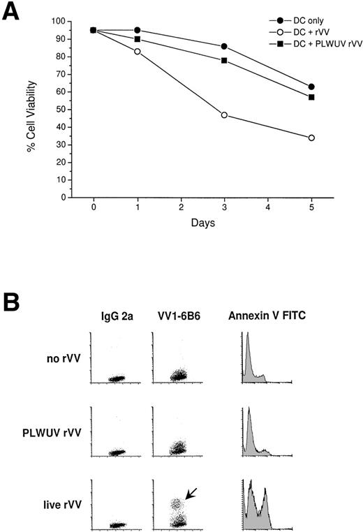 Fig. 3. Cytotoxicity of rVV towards mature DCs. (A) DCs were recultured at 1 × 105/200 μL of 5% human serum in 1 well of a 96-well flat-bottom well plate, and cell viability was tested with trypan blue staining for 5 days. Live and PLWUV-inactivated, rVV-infected, and uninfected DCs were compared. Cell viability of rVV-infected mature DCs decreased significantly by day 3 compared with PLWUV rVV-infected and uninfected DCs. (B) Viability of uninfected and infected mature DCs was monitored with Annexin V and PI staining (PI stain not shown). The VV1-6B6 antibody indicated the rate of infection. Mature DCs were infected with live and PLWUV-inactivated rVV-LMP-1 at an MOI of 2:1. Twenty-four to 30 hours later, Annexin V FITC staining was performed and immediately analyzed by FACScan. DCs infected with live virus showed greater than 30% Annexin V+ cells, whereas uninfected and PLWUV rVV-infected DCs showed less than 10% positive cells.
