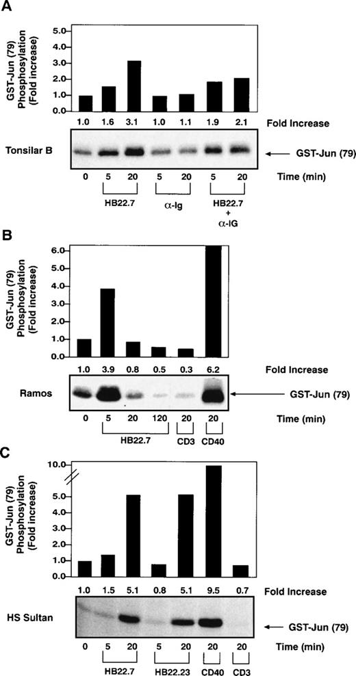 Fig. 1. Increased SAPK activity after CD22 ligation on primary B cells and several B-cell lines. (A) SAPK kinase assays performed with lysates obtained after stimulating primary human tonsillar B cells (2 × 107/lane) with media, immobilized CD22 MoAb HB22.7 (20 μg/mL), F(ab′)2 fragments of goat MoAb to BCR (20 μg/mL), or both. Immune complex kinase assays were performed using GST-c-Jun as a substrate. (B) SAPK kinase assays performed as described in (A) after stimulation of the B-cell line Ramos (107/lane) with HB22.7 (20 μg/mL), CD40 (2 μg/mL), or CD3 (10 μg/mL). (C) SAPK kinase assays performed as described in (A) after stimulation of the B-cell line HS Sultan (107/lane) with the CD22 MoAbs HB22.7 and HB22.23 (20 μg/mL) or CD40 (2 μg/mL).
