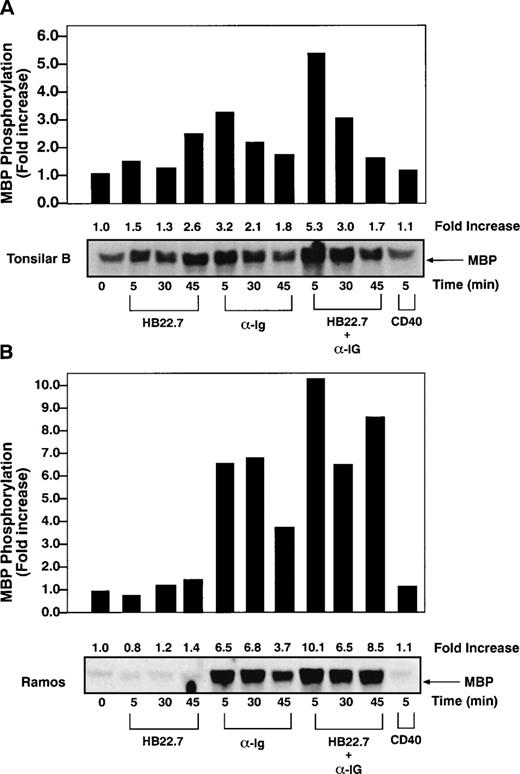 Fig. 2. CD22 and BCR coligation prolongs BCR-mediated ERK-2 activation. (A) ERK-2 kinase assays were performed on lysates obtained after stimulating primary human tonsil B cells (2 × 107/lane) with media, immobilized CD22 MoAb HB22.7 (20 μg/mL), F(ab′)2 fragments of goat antihuman IgM (20 μg/mL), both, or CD40 (2 μg/mL). Immune complex kinase assays were performed using MBP as a substrate. (B) ERK-2 kinase assays of lysates obtained from Ramos cells (107/lane) stimulated as described in (A).