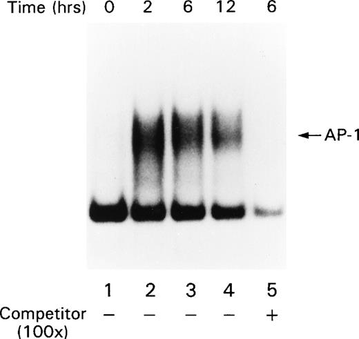 Fig. 3. AP-1 activity increases after stimulating primary human tonsil B cells with the CD22 blocking MoAb HB22.23. Tonsillar B cells were stimulated with media alone or with immobilized HB22.23 (20 μg/mL) for 2, 6, and 12 hours. Nuclear extracts were prepared and AP-1 activity was assayed by MSA.
