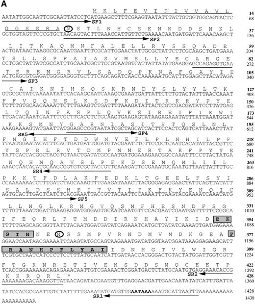 Fig. 1. (A) Nucleotide and deduced amino acid sequences of theBm-spn-2 cDNA. Inferred amino acid numbering is in boldface. The putative hydrophobic signal peptide (amino acids 1-20) is underlined and 2 potential N-glycosylation sites (amino acids 21 and 360) are circled. The serpin motif (amino acids 353-357) and serpin signature (amino acids 377-387) are boxed. The position of a potential polyadenylation signal (nucleotide 1398-1404) is in boldface. Primers used in PCRs are indicated with solid arrow. The nucleotide sequence has been deposited in GenBank with the accession no. AF009825. (B) Schematic of the gene structure of Bm-spn-2. The gene spans 2.7 kb and is split into 7 exons and 6 introns, as depicted. The nucleotide sequence has been deposited in GenBank with the accession no. AF009826.