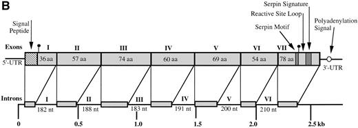 Fig. 1. (A) Nucleotide and deduced amino acid sequences of theBm-spn-2 cDNA. Inferred amino acid numbering is in boldface. The putative hydrophobic signal peptide (amino acids 1-20) is underlined and 2 potential N-glycosylation sites (amino acids 21 and 360) are circled. The serpin motif (amino acids 353-357) and serpin signature (amino acids 377-387) are boxed. The position of a potential polyadenylation signal (nucleotide 1398-1404) is in boldface. Primers used in PCRs are indicated with solid arrow. The nucleotide sequence has been deposited in GenBank with the accession no. AF009825. (B) Schematic of the gene structure of Bm-spn-2. The gene spans 2.7 kb and is split into 7 exons and 6 introns, as depicted. The nucleotide sequence has been deposited in GenBank with the accession no. AF009826.