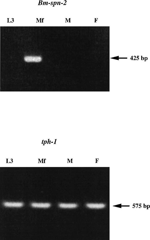 Fig. 3. Transcription of Bm-spn-2 at different development stages of B malayi. RNAs isolated from L3, Mf, adult males (lane M), and adult females (lane F) were processed to obtain first-strand cDNA. The cDNAs were then used as templates for PCR amplification of a 425-bp fragment from Bm-spn-2 or a 575-bp fragment from B malayi tph-1.